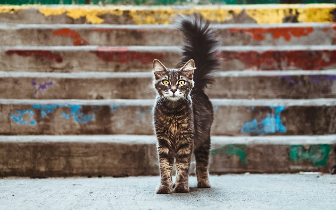 Bonjour tout le monde !